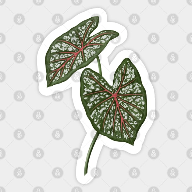 Caladium Galaxy Pink leaves Sticker by gronly